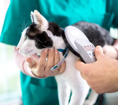 White and black cat is being microchipped on top of clinical table.